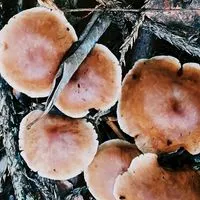 Hiking!肉腳健腳登山趣
