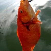 台灣野釣溪流淡水魚-釣魚社群