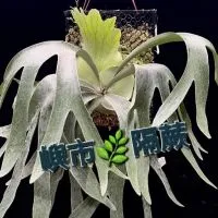 ⚒⛏嶼市🌿隔蕨。植株、工作資材行🪓🔨
