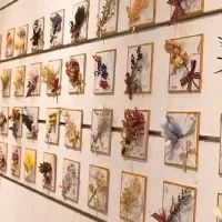 拈花惹草 乾燥花與不凋花的魔法時光