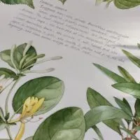北鳥自然美學時光
