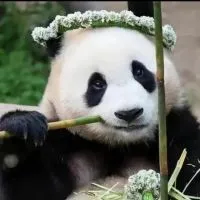 愛寶樂園甜價代購🐼❤️
