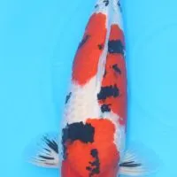 Koi可以，愛錦鯉