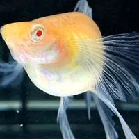 魚生有你「孔雀魚.飼養分享」