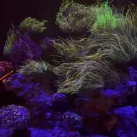 OC海洋咖啡珊瑚部