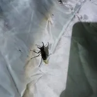 夏季採集即時分享交流