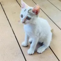 小鋼筆🖌們的不動產經紀人/地政士上岸群