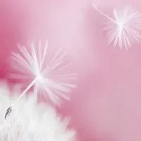 🏵長照積分課程資訊站-南區蒲公英