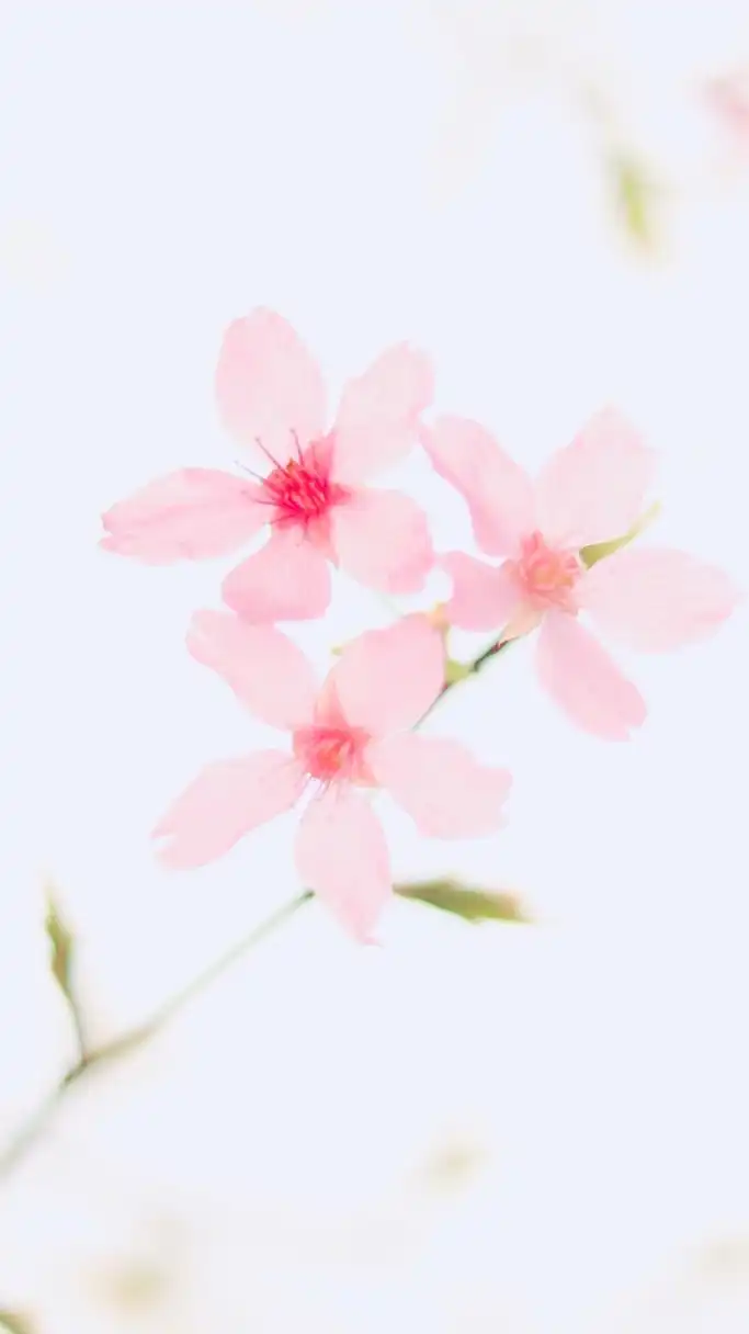 癒しの四季写真。《写真投稿 風景 スマホ カメラ AI》
