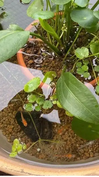 愛知メダカ好きの集い(*´︶`*)ﾉ