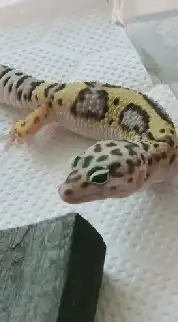 徳島の爬虫類、両生類好きの為のお部屋