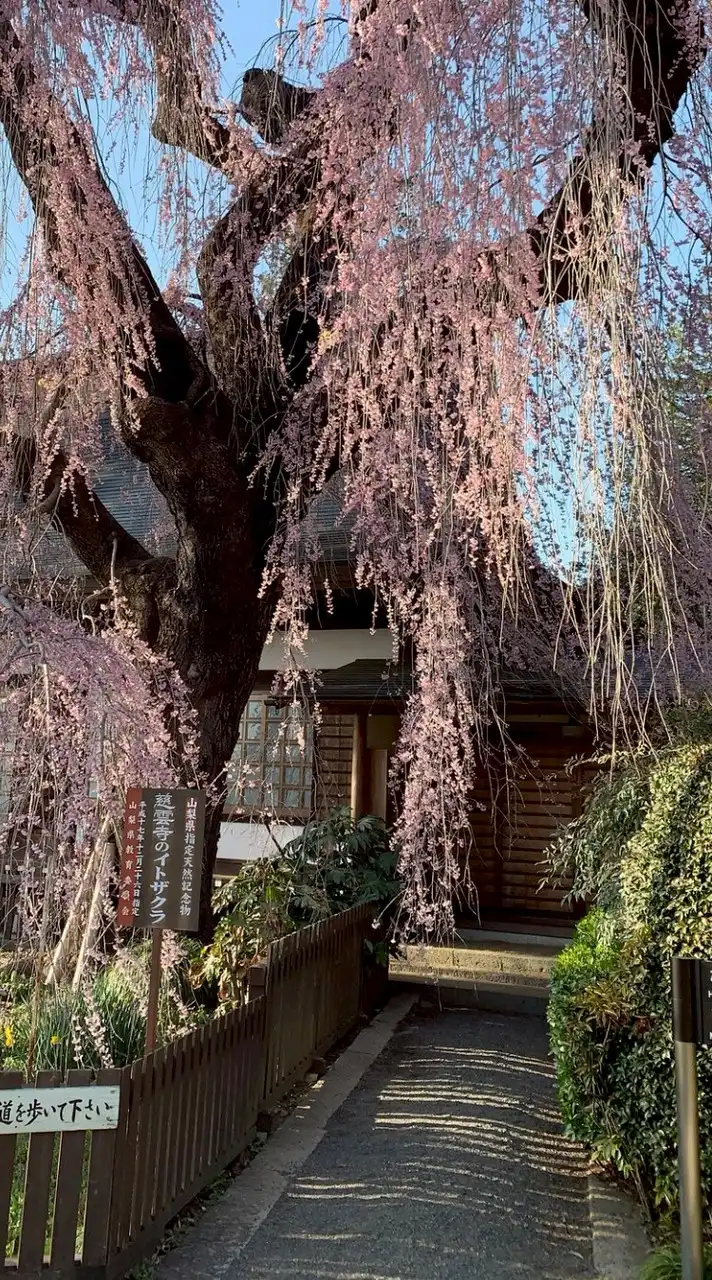 寅さんと歩む