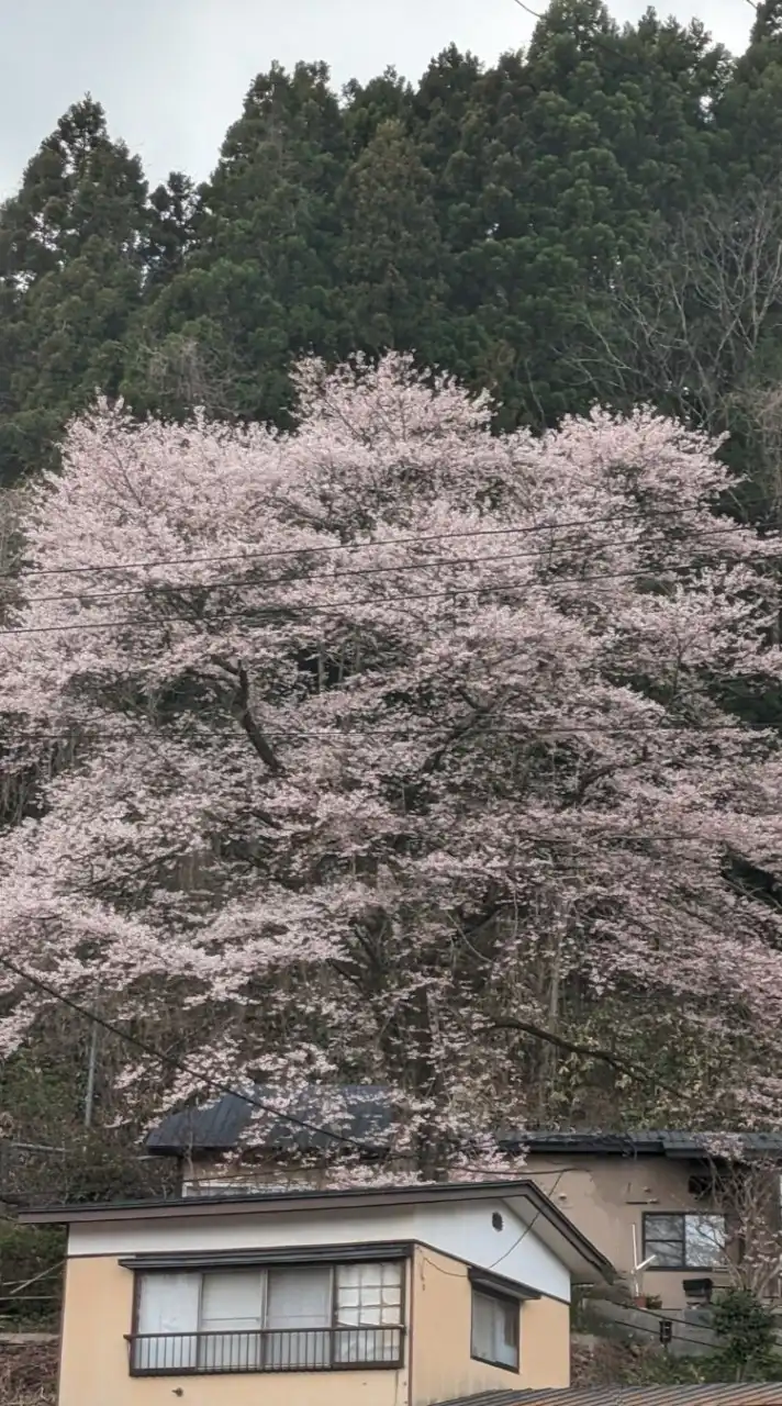 集まれ秋田県民の森