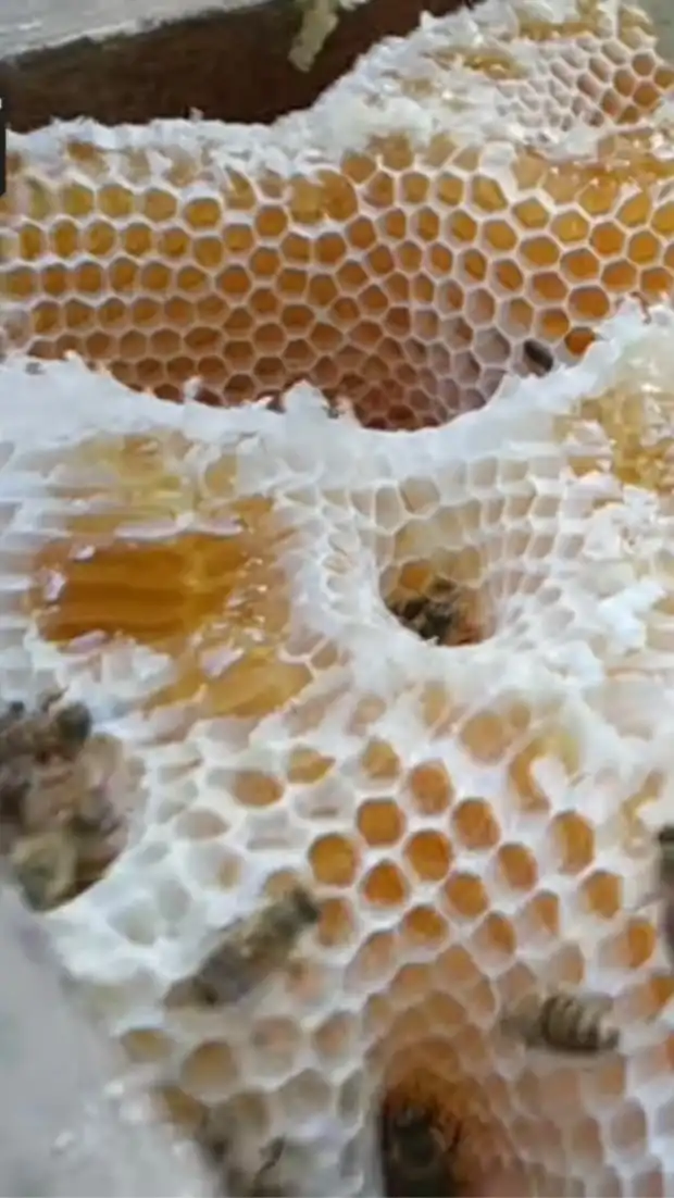 🐝ニホンミツバチの会🐝