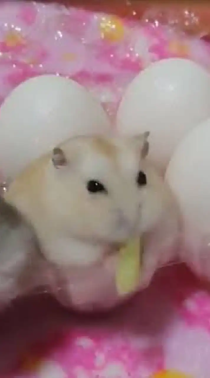 ぷにぷにおかえりキャンペーン用