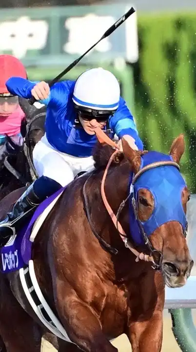 【チャンピオンズC/ステイヤーズS/鳴尾記念】競馬雑談(予想等)