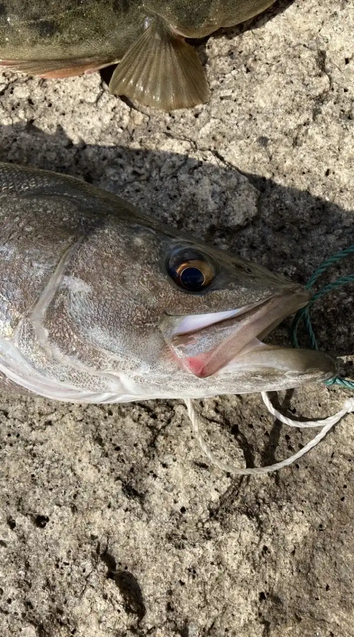 シーバス釣り