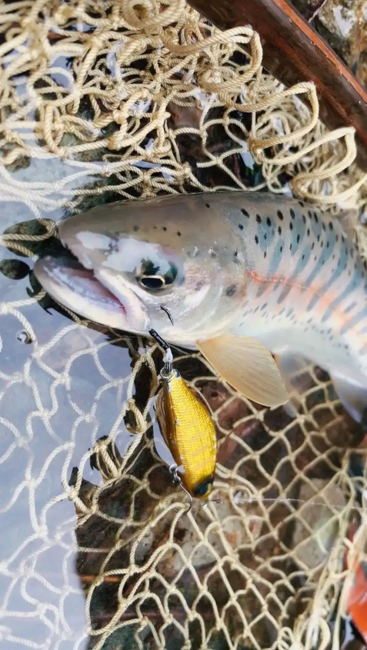 渓流ルアー釣り