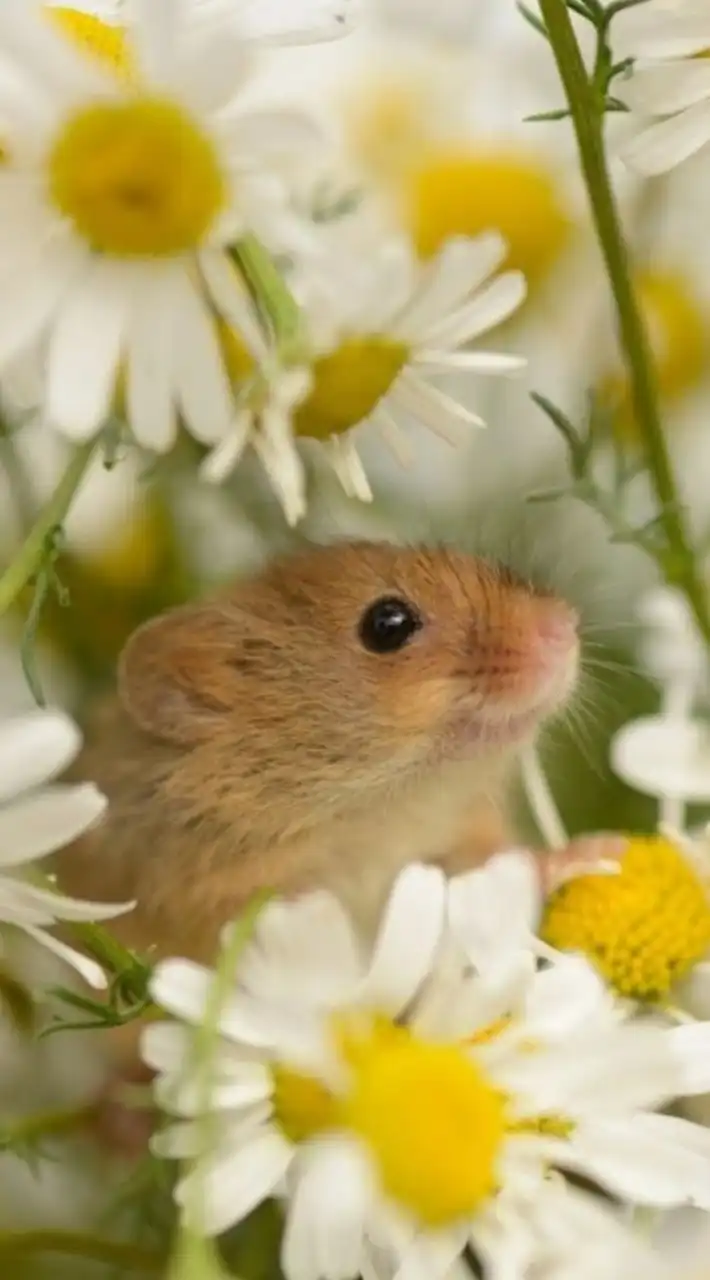 げっ歯～ず　げっ歯好きさんのお部屋🐀