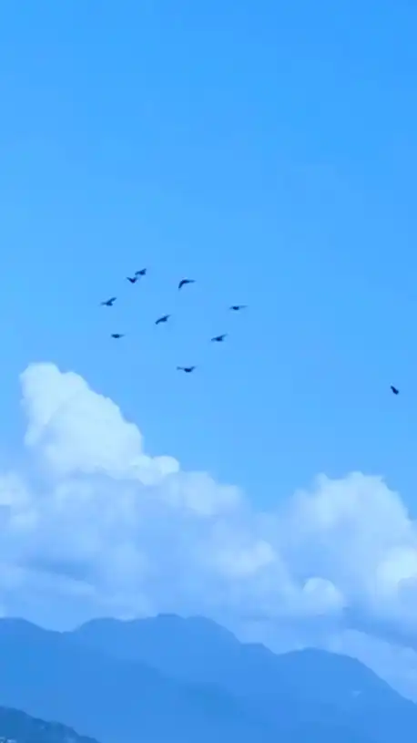 鳩の話をしよう🕊𓂃𓂂𓏸