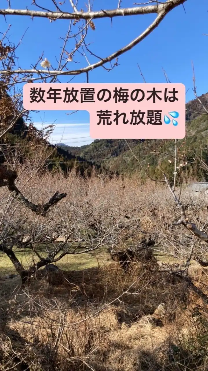 新城市「川売」の梅農園を守りたい！漬物製造業許可取得し無農薬梅干しを製造販売し消滅可能都市に活力を！