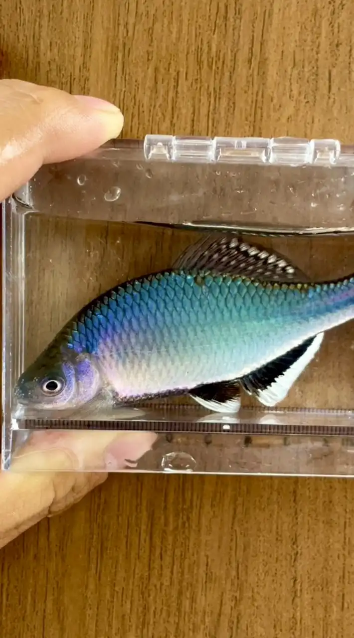 日本淡水魚好きな人集まれ〜（本オプ）