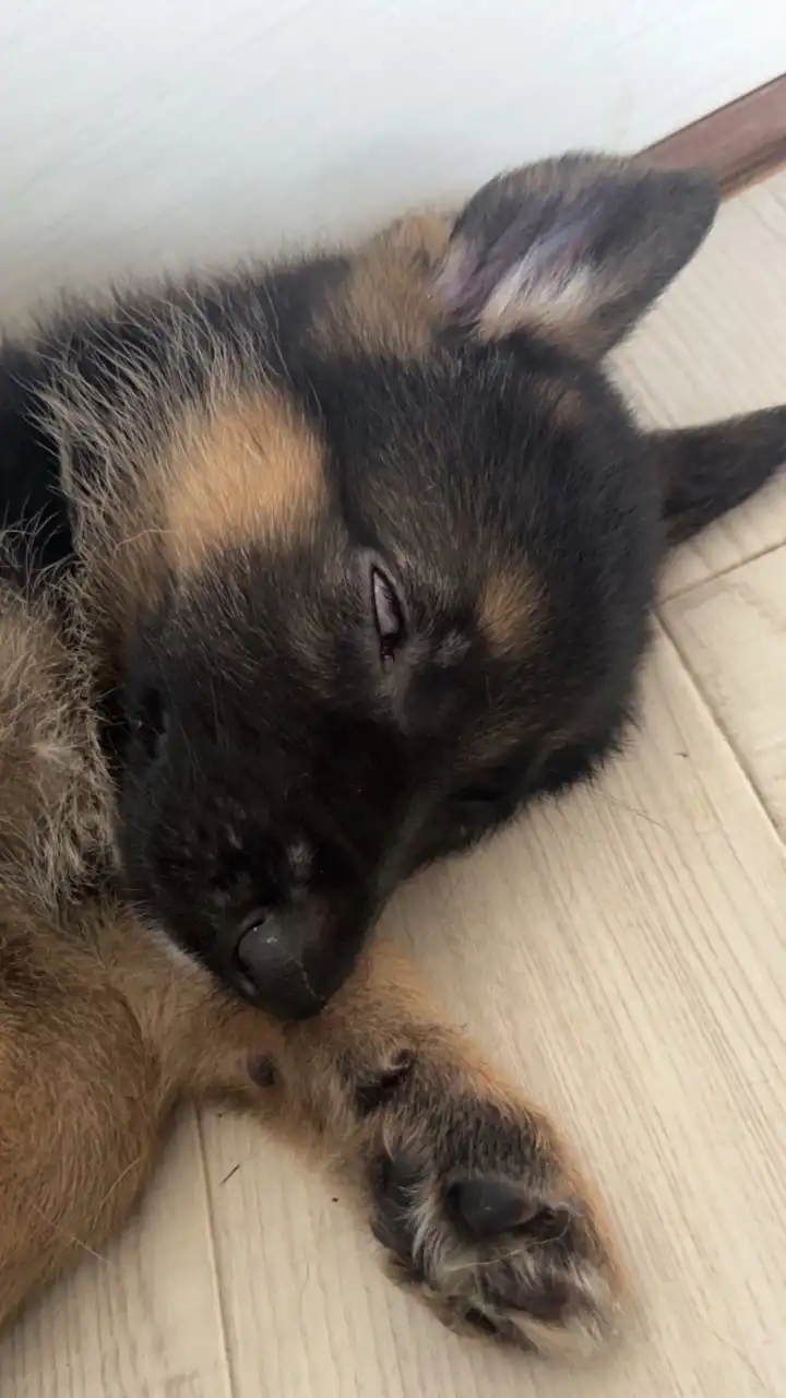 犬バカ部