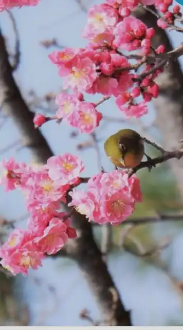 🌸50歳以上〜パニック障害(不安障害)と双極性障害と鬱のお部屋🌸