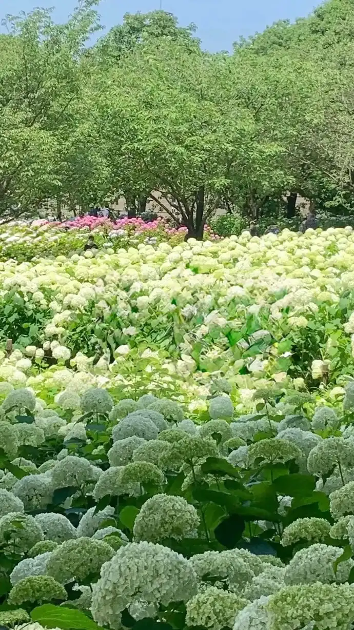 🌹ガーデニング&家庭菜園🍅のお話しましょう♡女子会みたいに楽しく🎶