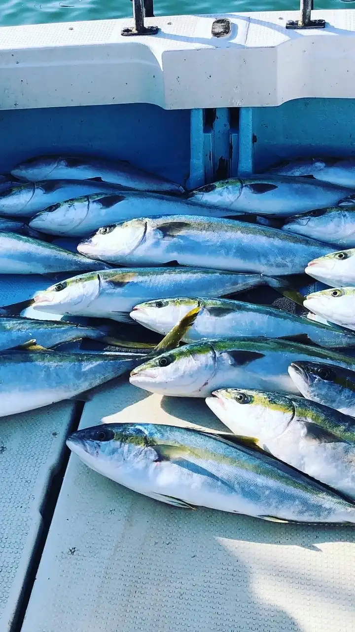 唐津近隣　釣り情報