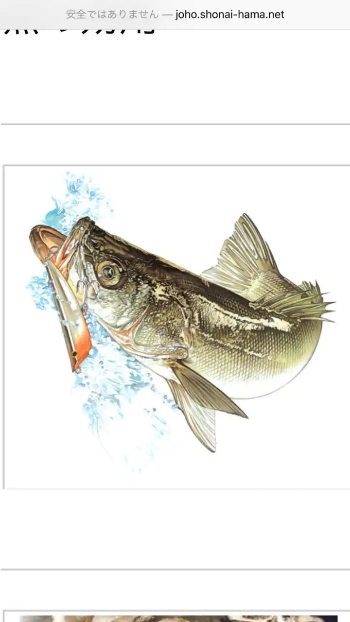 【大分】シーバス 情報🎣