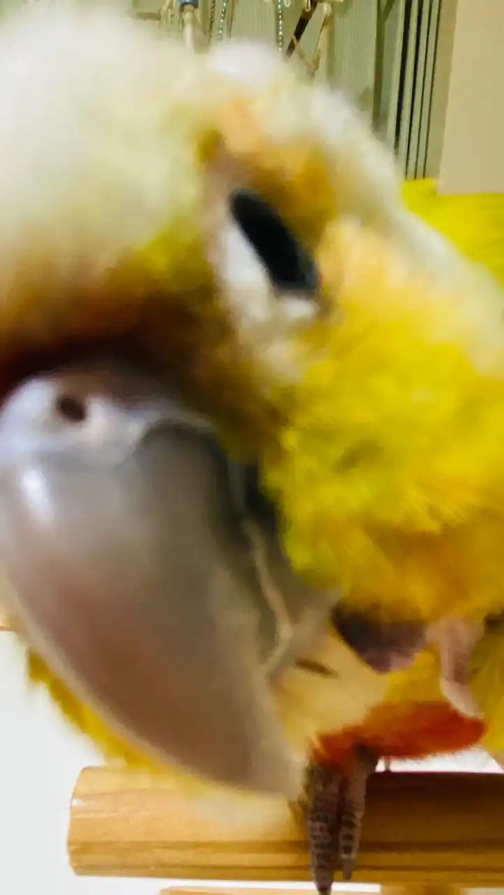 💛鳥飼いさん同士の部屋💛（インコ、オウム、フィンチなど鳥なら何でも可）