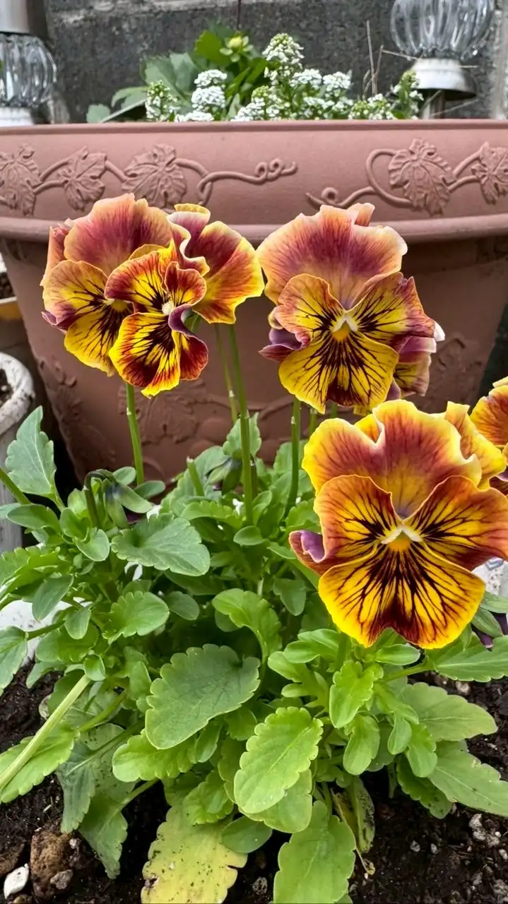 𝙱𝚘𝚗𝚑𝚛𝚞𝚛喫茶　病名は個性♬