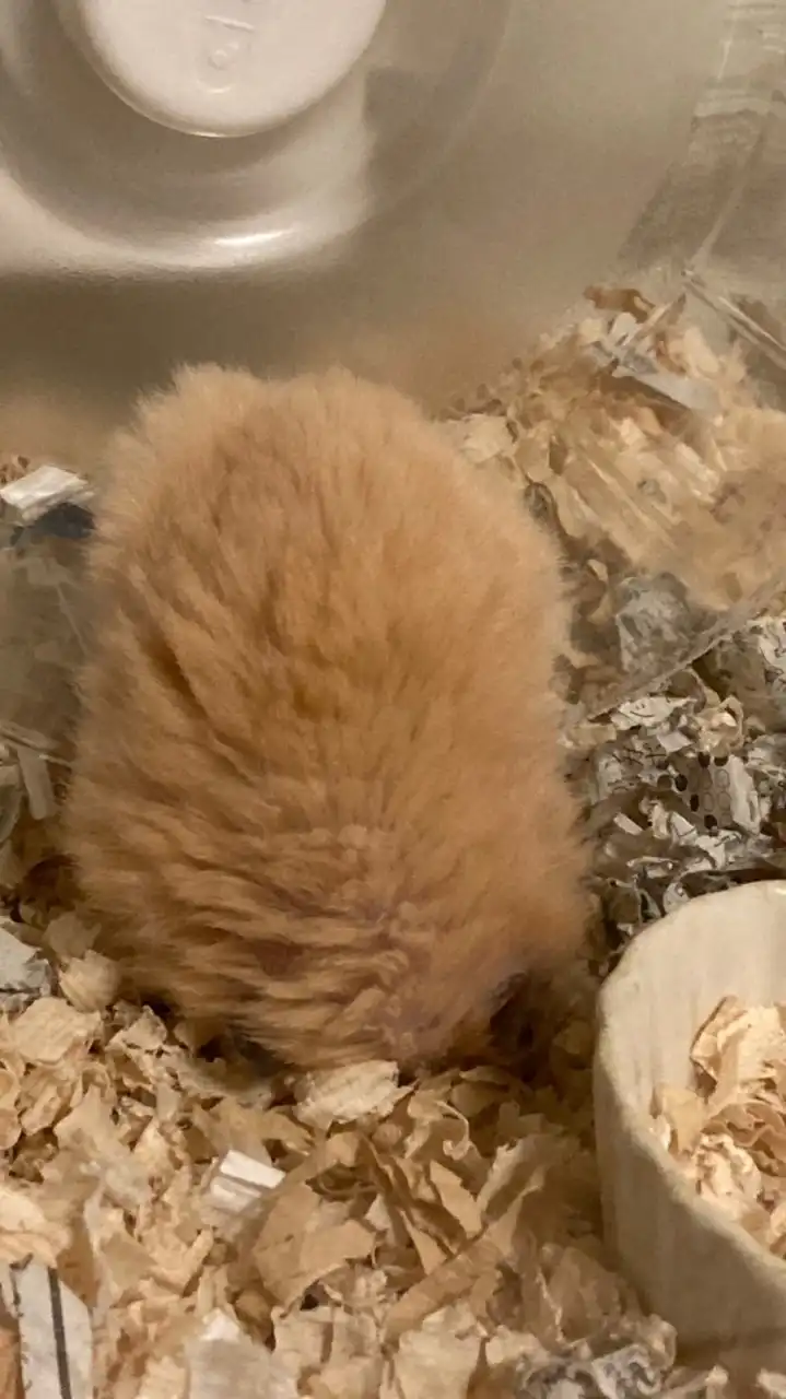 ハムスター好きな人・飼いたい人・雑談・悩み相談