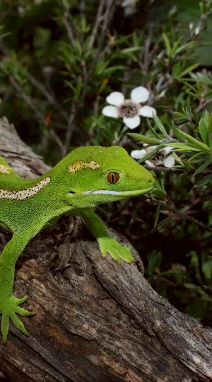ヤモリ好きの樹海、トカゲ好きの荒れ地