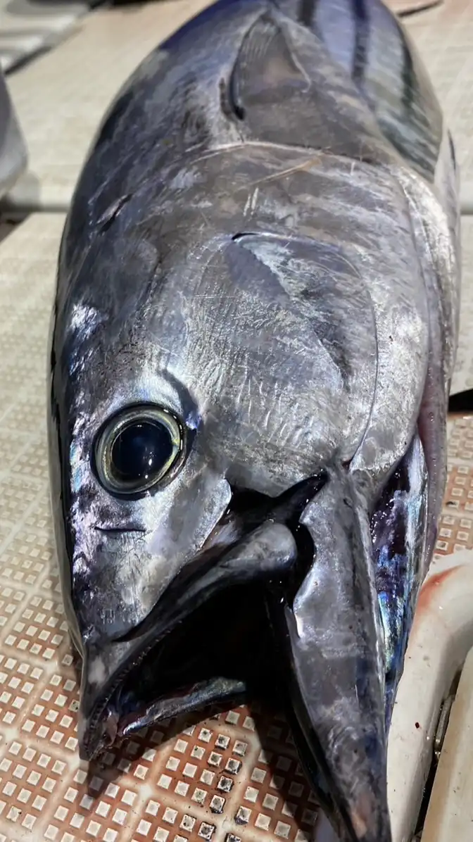 ⚓️憧れ『🐟大物魚』を釣りたい人集まれー