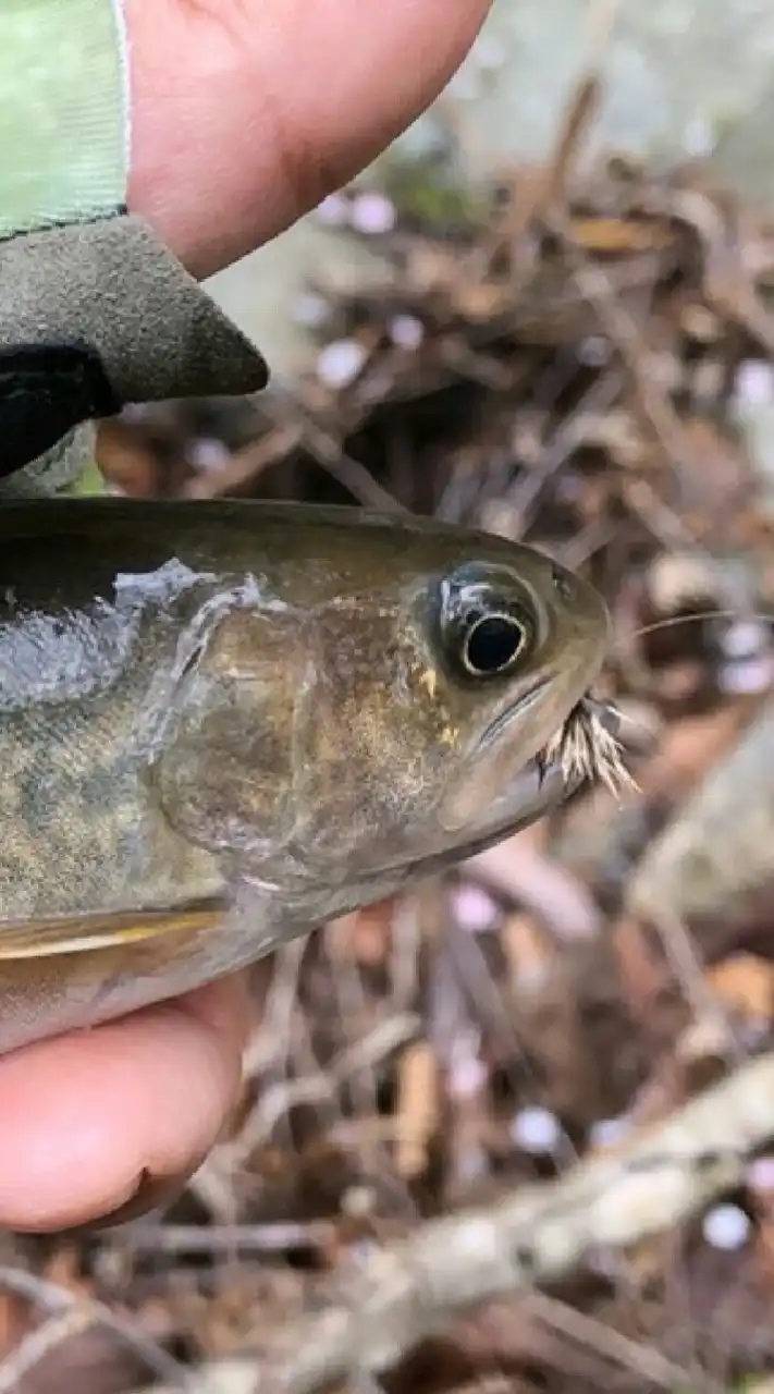 釣り方は違えど専門は同じ！渓流釣り好き集まれ！