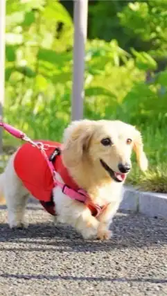 【香川】ミニチュアダックスの会 in ラティ