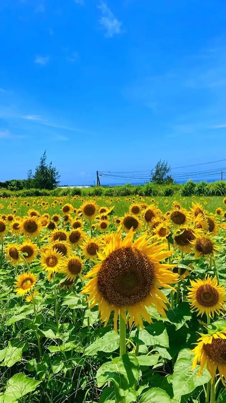 徳之島支部　介護支援専門員協議会