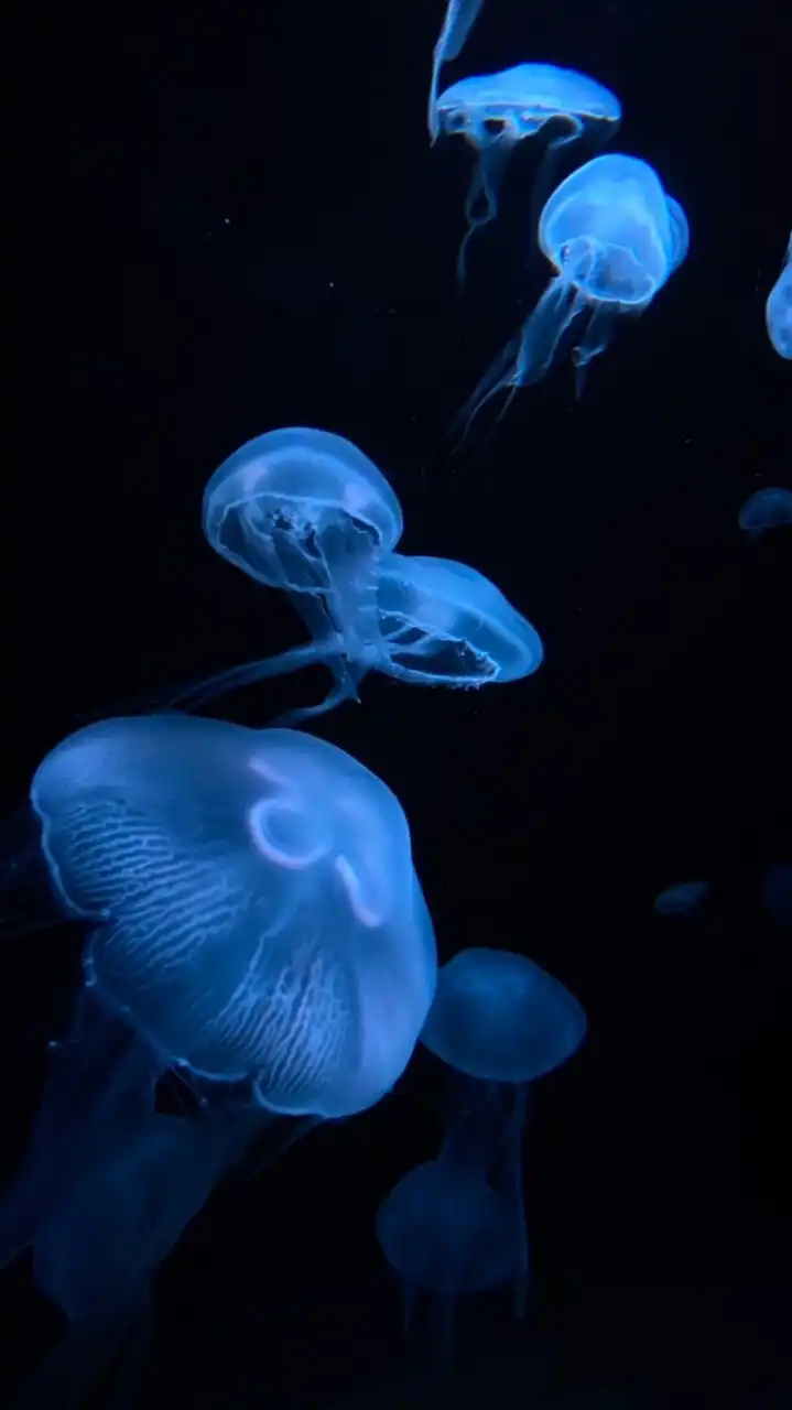 水族館好きの部屋