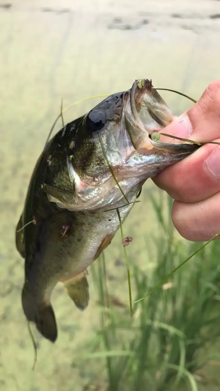 宮城 バス釣り bass fishing