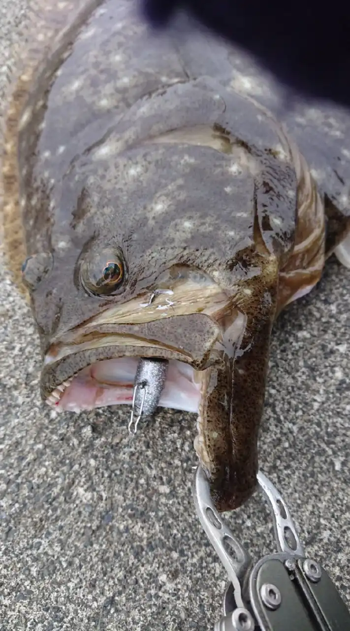 (いわき市)海釣りやっぺょ(〃⌒ー⌒〃)ゞ