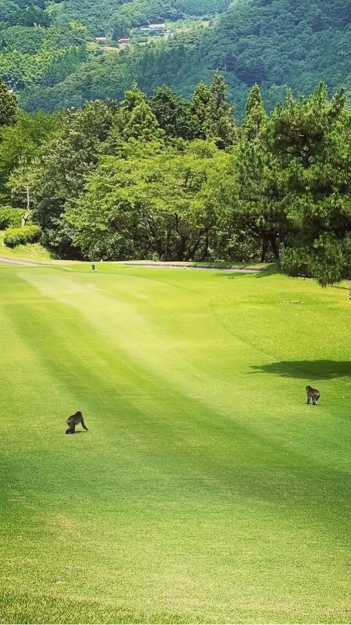 西東京（多摩地区）女子限定ゴルフ🏌️‍♀️