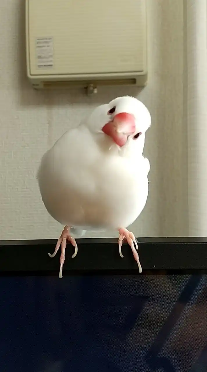 文鳥飼ってる学生さん、おいで！