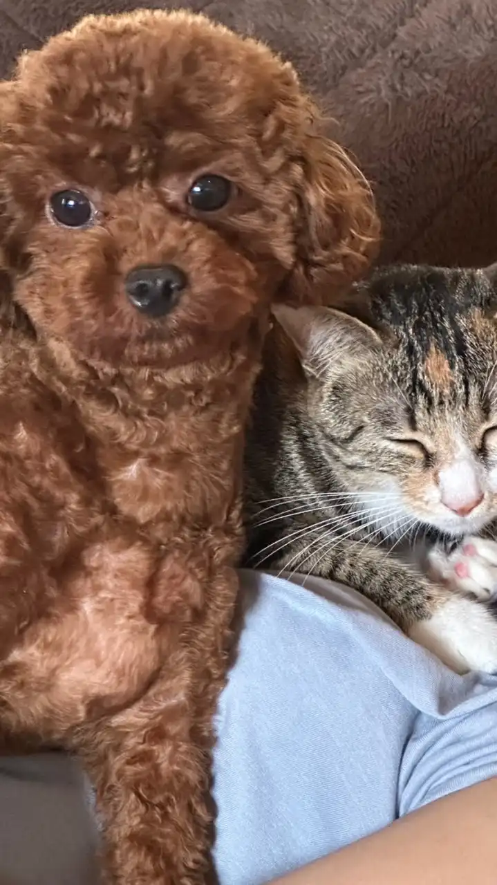 ワン🐶ニャン🐈ラブ🩷癒しのカフェ