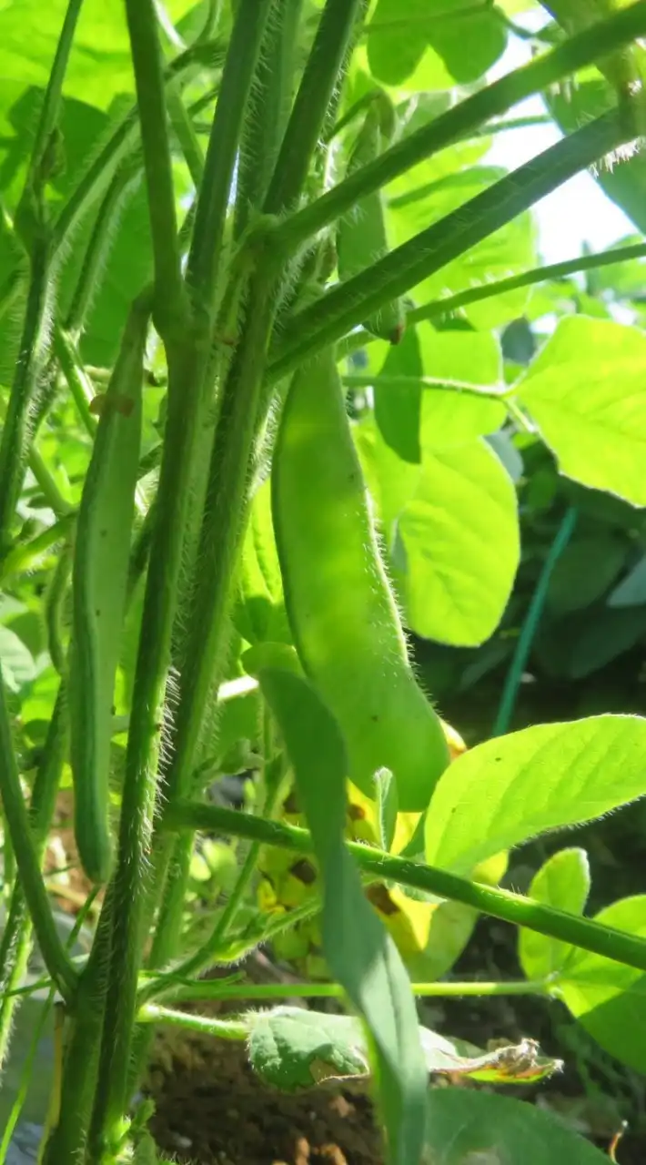 神奈川県産地場野菜！