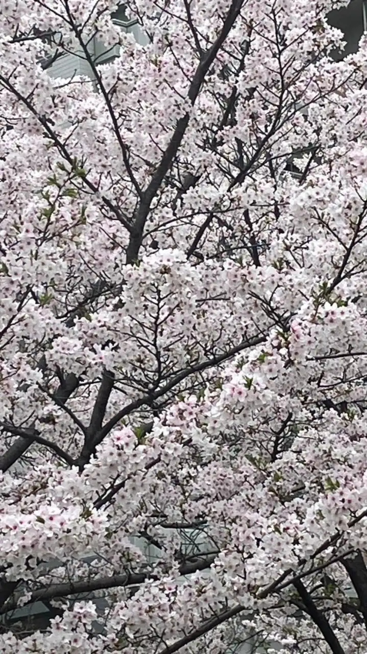 はるみやこども園令和6年度　　　　　　　卒園について