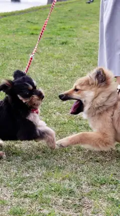 山口県愛犬情報サークル☆犬の社会化・しつけ・犬同士の交流・ドッグラン・お店・イベント情報☆