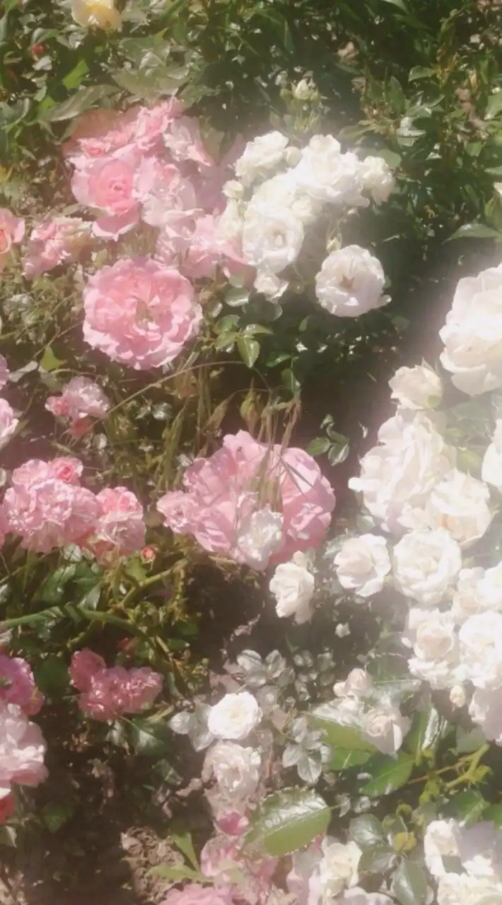  ︎︎ ︎︎愛及屋烏