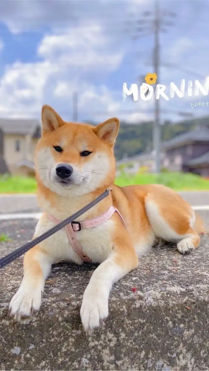 Omiyage JAPAN